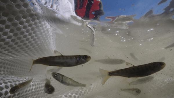 幼年鲑鱼洄游时间对气候变化的反应是不可预测的